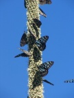 butterflies on tall flowers.JPG (66 KB)